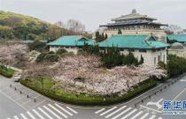 武大樱花开了！武汉大学开通云赏樱 向公众展示校园樱花美景