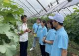 宿州学院化学化工学院暑期社会实践团队赴灵璧黄王葡萄种植基地实践调研活动