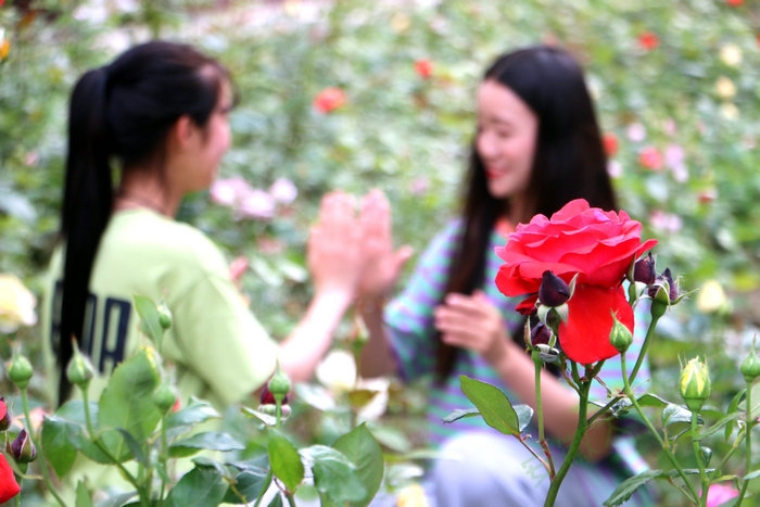 中国十大名花有其一：走进亳州工业学校尽享“花中皇后”阳光雨露的滋润