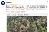 83.2米！西藏發現迄今中國最高樹木
